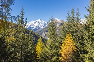 Province Of Sondrio Prints: The colorful woods frame the snowy peak of Monte Disgrazia