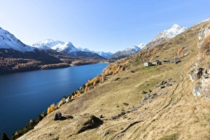 Lake Sils Prints: Colorful woods around Lake Sils and the mountain huts of Spluga, Sils, Maloja, Canton