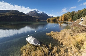 Lake Sils Prints: Colorful woods reflected in Lake Sils during autumn, Maloja, Canton of Graubunden
