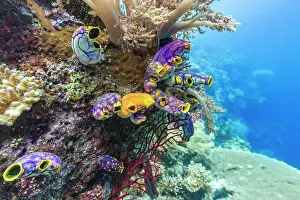 Colors of soft and hard corals with tropical fish in Misool, Raja Ampat, Papua, Indonesia