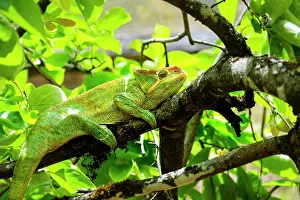 Vivid Prints: Coloured chameleons, Peyreras Private Reserve, Andasibe, Madagascar