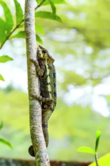 Chameleons Prints: Coloured chameleons, Peyreras Private Reserve, Andasibe, Madagascar