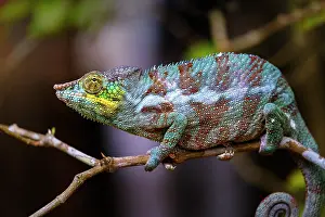 Lush Prints: Coloured chameleons, Peyreras Private Reserve, Andasibe, Madagascar
