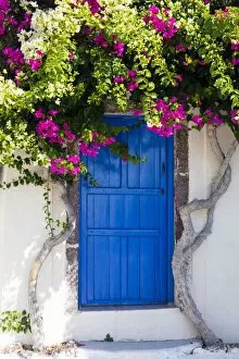 Santorini Gallery: Colourful bougainvillea tree in bloom surrounding blue door, Santorini, Cyclades, Greek Islands