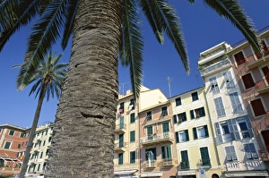 Town House Prints: Colourful buildings and palm trees