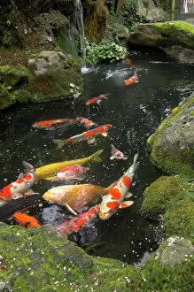 Kyoto Gallery: Colourful carp in typical Japanese garden pond