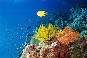 Deep Prints: Colourful Crinoids and Solt Corals at Hanging Gardens