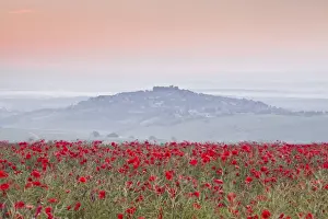 A colourful display of poppies above the village of Sancerre in the Loire Valley, Cher, Centre, France, Europe