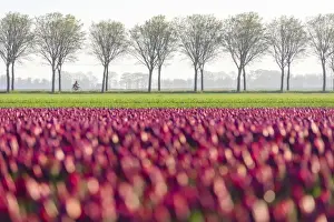 Alkmaar Prints: Colourful fields of tulips in bloom and bicycle in the countryside at dawn, De Rijp