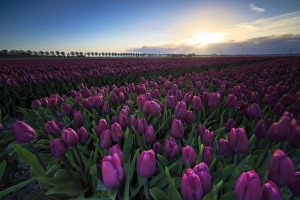 Colourful fields of tulips in bloom at dawn, De Rijp, Alkmaar, North Holland, Netherlands
