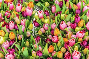 What's New: Colourful fresh tulips on sale in flower market, Amsterdam, Netherlands, Europe