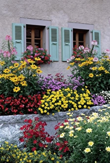 Colourful Prints: Colourful garden flowers and green shutters, Servoz, near Chamonix, Haute-Savoie