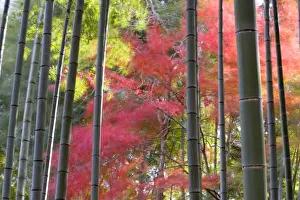 Colourful maples in autumn colours viewed from a bamboo grove