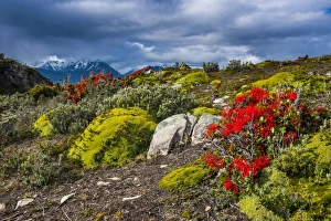 South American Latin America Prints: Colourful moss on an island in the Beagle Channel