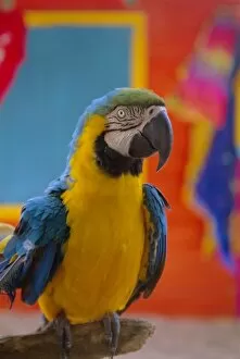 Back Ground Collection: Colourful parrot, St