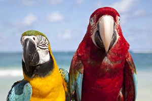 Side By Side Prints: Colourful parrots, Punta Cana, Dominican Republic, West Indies, Caribbean, Central America