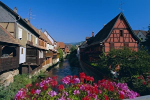 Haut Rhin Prints: Colourful timbered houses on the banks of the river Weiss, Kaysersberg
