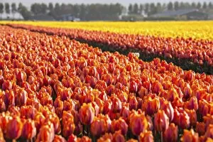 Search Results: The colourful tulip fields in spring, Berkmeer, Koggenland, North Holland, Netherlands