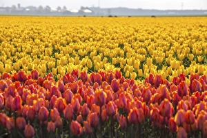 Search Results: The colourful tulip fields in spring, Berkmeer, Koggenland, North Holland, Netherlands