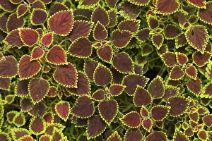 Peradeniya Prints: Colourful variegated Coleus or Painted Nettle, Royal Botanic Gardens, Peradeniya