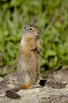 Columbian ground squirrel (Citellus columbianus), Glacier National Park
