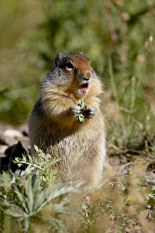 Images Dated 12th August 2008: Columbian ground squirrel (Citellus columbianus) eating, Waterton Lakes National Park