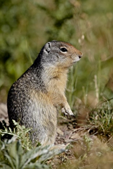 Images Dated 12th August 2008: Columbian ground squirrel (Citellus columbianus), Waterton Lakes National Park