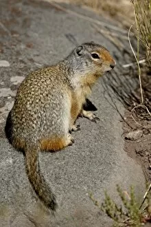Images Dated 12th August 2008: Columbian ground squirrel (Citellus columbianus), Waterton Lakes National Park