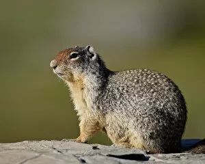 Images Dated 16th August 2008: Columbian ground squirrel (Citellus columbianus), Glacier National Park