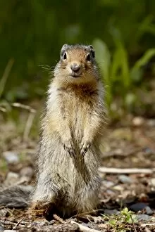 Images Dated 20th March 2009: Columbian ground squirrel (Citellus columbianus), Manning Provincial Park