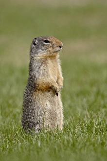 Images Dated 25th February 2009: Columbian ground squirrel (Citellus columbianus), Manning Provincial Park