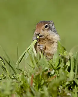 Columbian ground squirrel (Citellus columbianus) eating, Glacier National Park