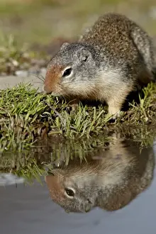 Columbian ground squirrel (Citellus columbianus) reflected, Glacier National Park