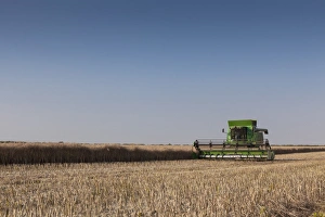 Berkshire Prints: A Combine harvester harvests corn, Maidenhead, Berkshire, England, United Kingdom, Europe