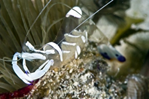 Shrimp Prints: Commensal shrimp (Periclimenes brevicarpalis), Philippines, Southeast Asia, Asia
