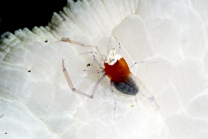 Images Dated 24th May 2008: Commensal shrimp (Periclimenes kororensis), Sulawesi, Indonesia, Southeast Asia, Asia