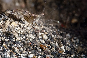 Images Dated 28th May 2008: Commensal shrimp (Periclimenes tenuipes), Sulawesi, Indonesia, Southeast Asia, Asia