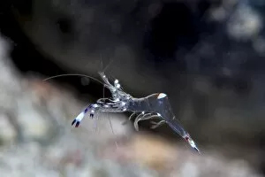 Commensal shrimp (Periclimenes venustus), Sulawesi, Indonesia, Southeast Asia, Asia