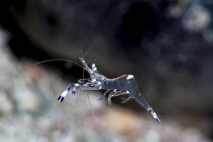 Images Dated 26th May 2008: Commensal shrimp (Periclimenes venustus), Sulawesi, Indonesia, Southeast Asia, Asia
