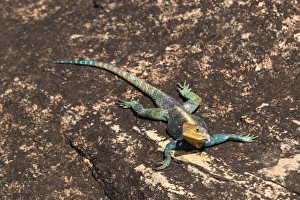 Tsavo Prints: A common agama (Agama agama) on a rock, Tsavo, Kenya, East Africa, Africa
