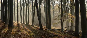 Sun Rays Prints: Common beech (Fagus sylvatica) trees, morning sunlight, autumn colour, Kings Wood