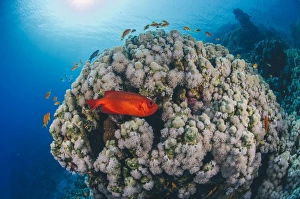 Sealife Prints: Common bigeye (Priacanthus hamrur)