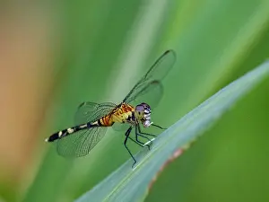 Entomology Prints: Common blue-eye dragonfly, Anatya guttata
