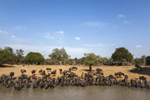 Common (blue) wildebeest (gnu) (Connochaetes taurinus) at water, Mkhuze game reserve