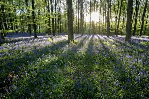 Wild Flower Prints: Common bluebell (Hyacinthoides non-scripta) growing in common beech (Fagus sylvatica)