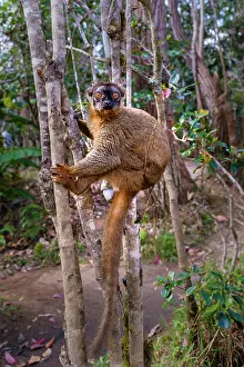 Juvenile Prints: Common brown lemur climbing a tree in Andasibe National Park during the day in Madagascar