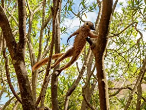 Skills Prints: Common brown lemur climbing in a tree on Lemur Island in Madagascar during daytime