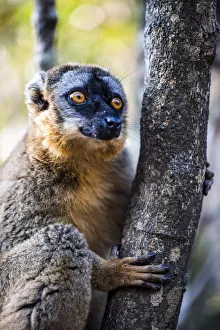 Animal In The Wild Prints: Common Brown Lemur (Eulemur fulvus), Andasibe, Madagascar