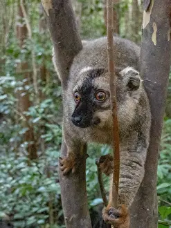 Attention Prints: Common brown lemur Eulemur fulvus climbs a tree in captivity on Lemur Island in Madagascar during daylight hours