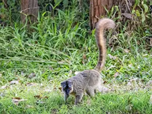 Ecosystems Prints: Common brown lemur moves on the ground in its habitat on Lemur Island in Madagascar